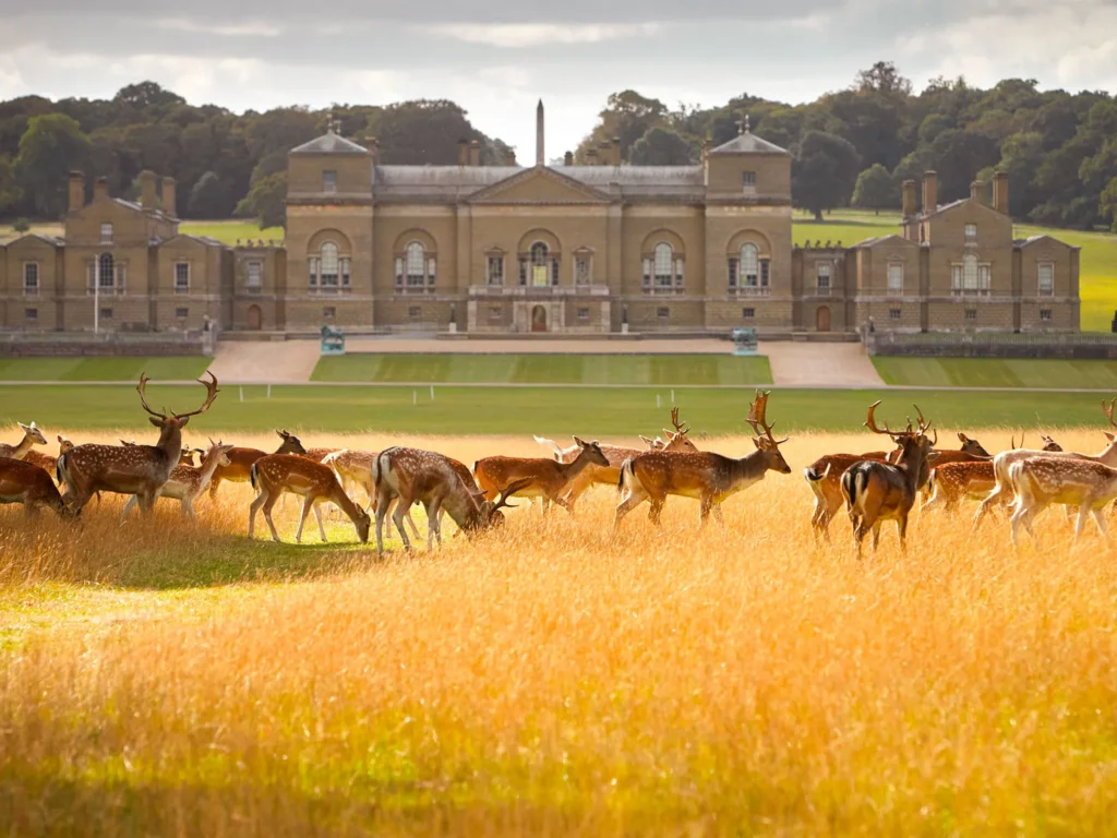 Star Luxury Cars Discover Holkham Hall in Norfolk Audi Q8 2022